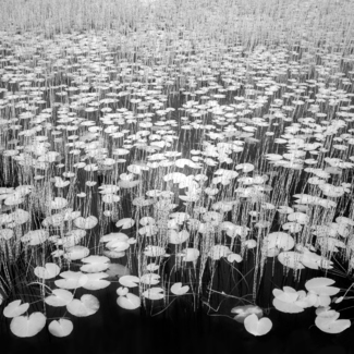 Reeds and Water Lilies
