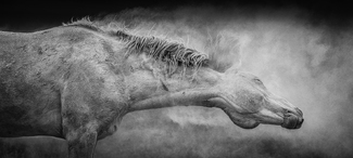 Cremello Dust Cremello Dust