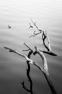 breaking the surface breaking the surface