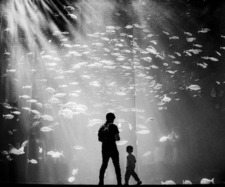 Dreaming at the Aquarium Dreaming at the Aquarium