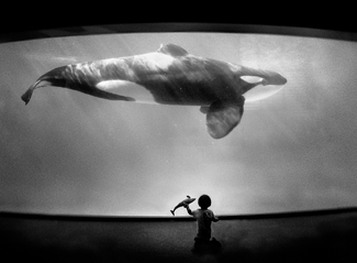 Within the Orca's Domain Within the Orca's Domain