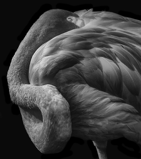 Flamingo Art Flamingo Art