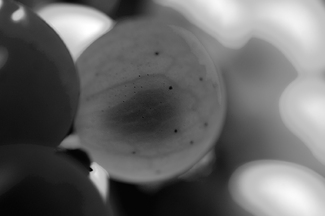 Grapes on the vine Grapes on the vine