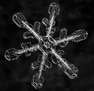 Winters Jewel Winters Jewel