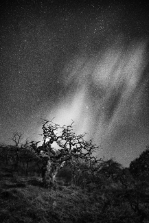Tree of the Starry Sky Tree of the Starry Sky