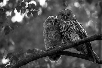 Parental Pride Parental Pride