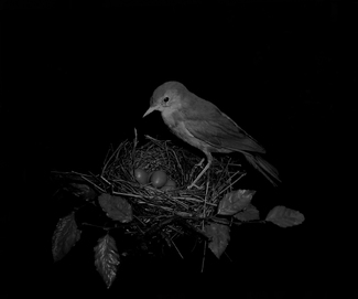 parental care parental care