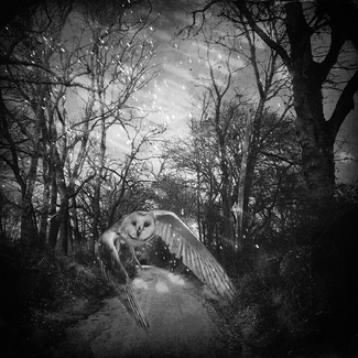 the owl in blanco the owl in blanco