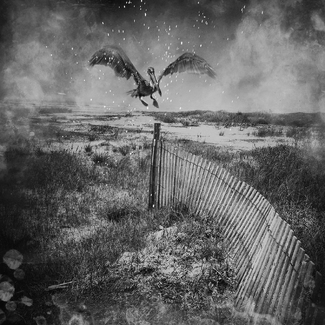 the pelican on the fence the pelican on the fence