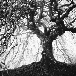 The shelter tree The shelter tree