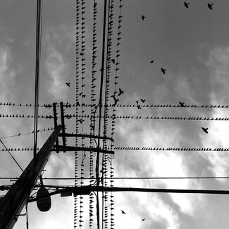 Birds on a Wire  Birds on a Wire