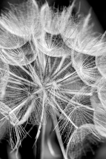 Macro wonderworld Macro wonderworld