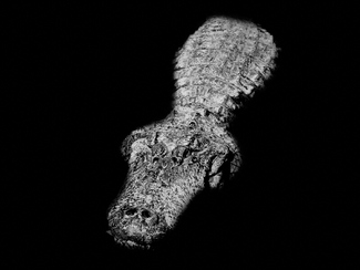 Out Of The Dark Out Of The Dark