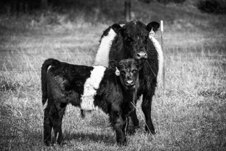 Moe & Marquee  Moe & Marquee