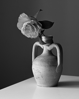 Still life with camellia Still life with camellia