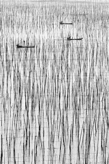 Aquaculture - Seaweed Aquaculture - Seaweed