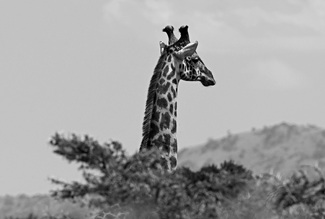 Above It All Above It All