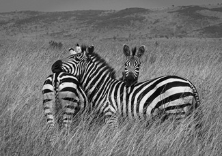 Comforting Touch Comforting Touch