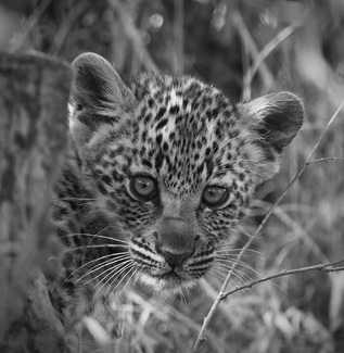 Learning Its Trade Learning Its Trade