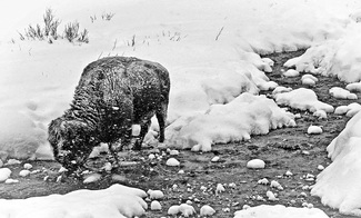 Bison and a Snowy Stream