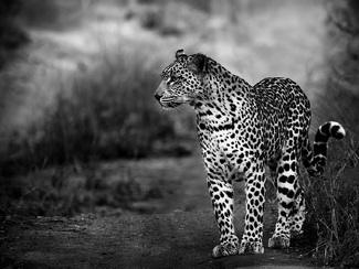 Scanning for Prey Scanning for Prey