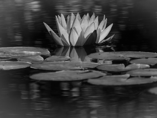 Queen of the Lily Pads Queen of the Lily Pads