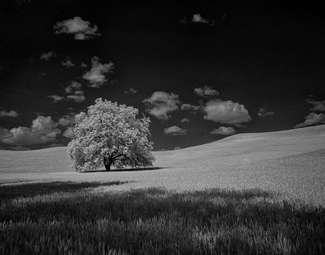 Little Tree on the Prairie Little Tree on the Prairie