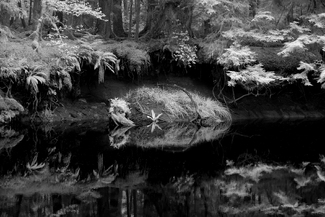 Rainforest Reflections Rainforest Reflections
