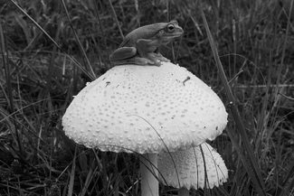 Mushroom Season Mushroom Season