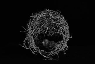 Singing Canary Singing Canary