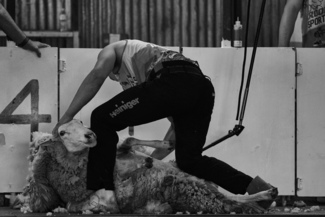 Sport Shearing