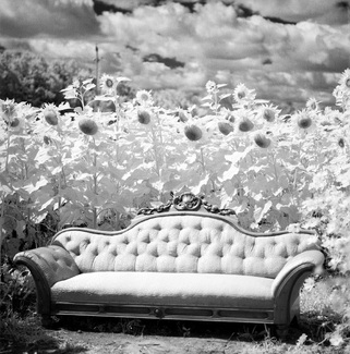 Sunflowers & Sofa, Thornton, ON., 2022 Sunflowers & Sofa, Thornton, ON., 2022