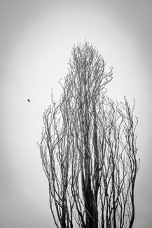 Bensonhurst Park 03 Bensonhurst Park 03