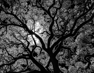 Bent Oak at Midnight Bent Oak at Midnight