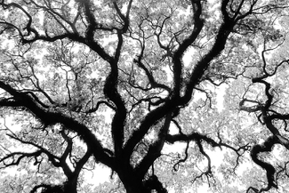 Bent Oak and Resurrection Fern #2 Bent Oak and Resurrection Fern #2