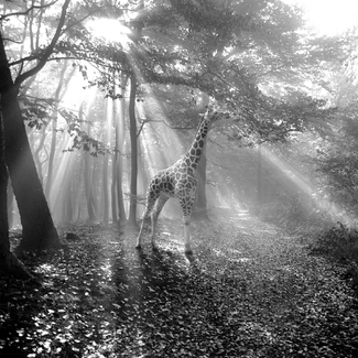 tierwald tierwald
