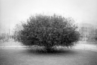 stadtbaum#36 stadtbaum#36