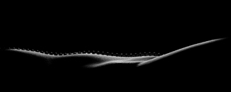 Pearl necklace Pearl necklace