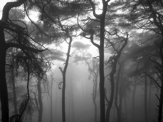 twisted pines twisted pines