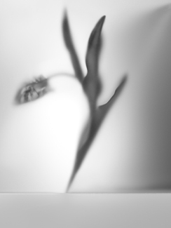 Mysterious Flower No 2 Mysterious Flower No 2