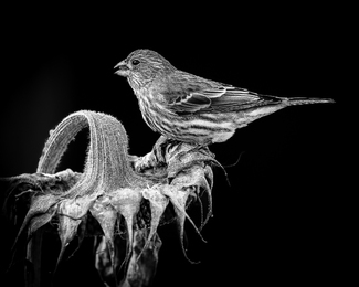 House Finch on a Sunflower House Finch on a Sunflower