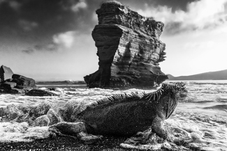 Marine Iguana Steps into the Bay Marine Iguana Steps into the Bay