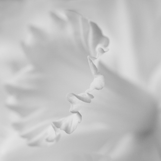 Daffodil Daffodil