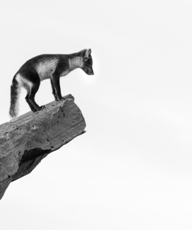 Fox cliff