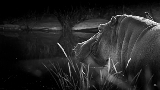 Hippo with friend Hippo with friend