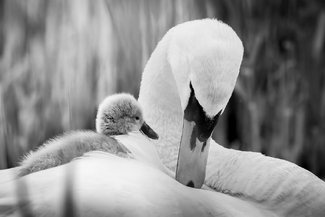 Mother's love Mother's love