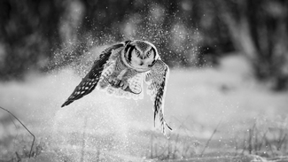 Dusty catch Dusty catch