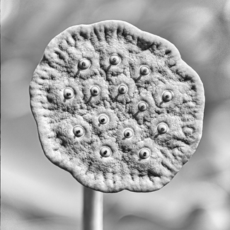 Lotus Seed Pod Closed