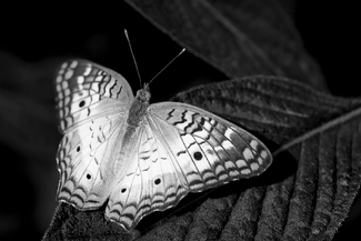 White Peacock Butterfly White Peacock Butterfly