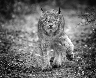 Wild Lynx on the Prowl Wild Lynx on the Prowl